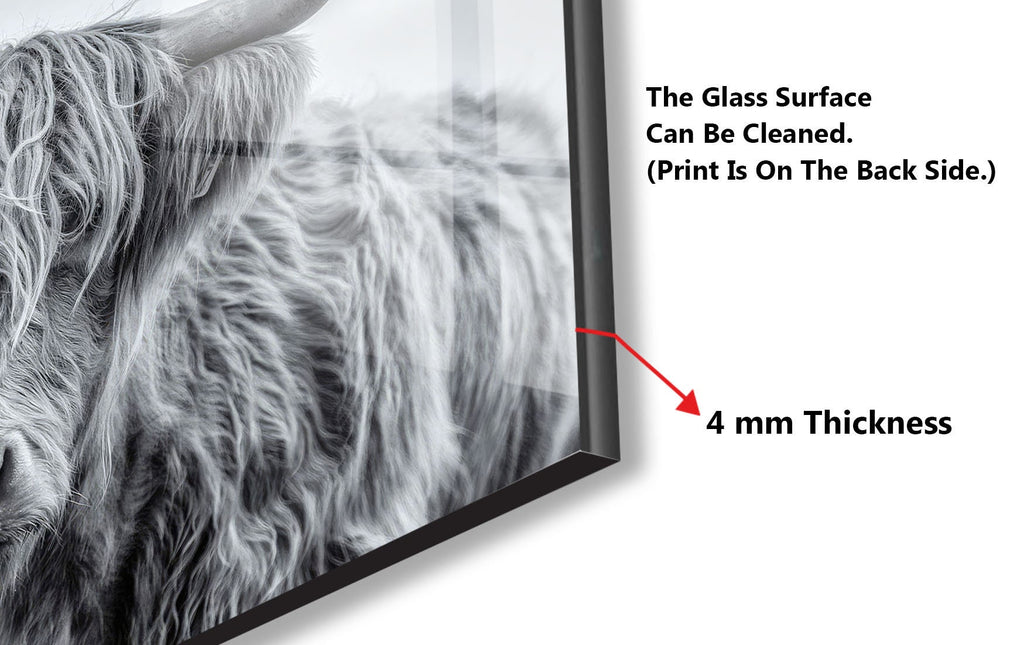 Grey Scottish Cow - Glass Kitchen Backsplash-BacksplashArtworks